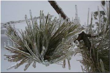 Ice on the pine....