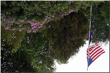 Lilacs and Old Glory