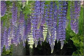 Lupins near Gay