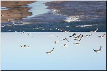 Gulls at Superior