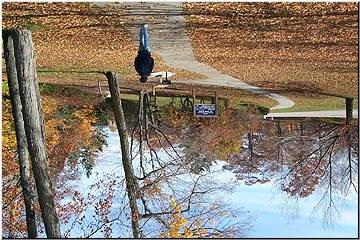 Nature path to the bridge