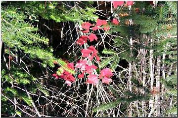 Final leaves of Autumn