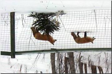 Snowshoeing newlywed foxes